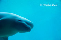 Beluga whale, Vancouver Aquarium, Vancouver, BC