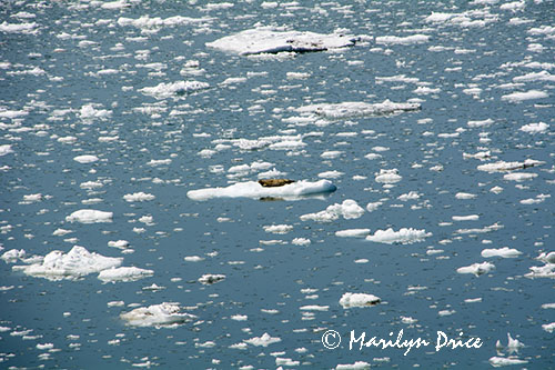 Harbor seal on the growler ice, Yakutat Bay, AK