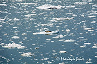 Harbor seal on the growler ice, Yakutat Bay, AK