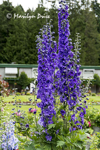 Stately Delphinium, Butchart Gardens, Victoria, BC