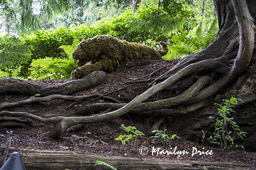 Topiary big cat, Butchart Gardens, Victoria, BC