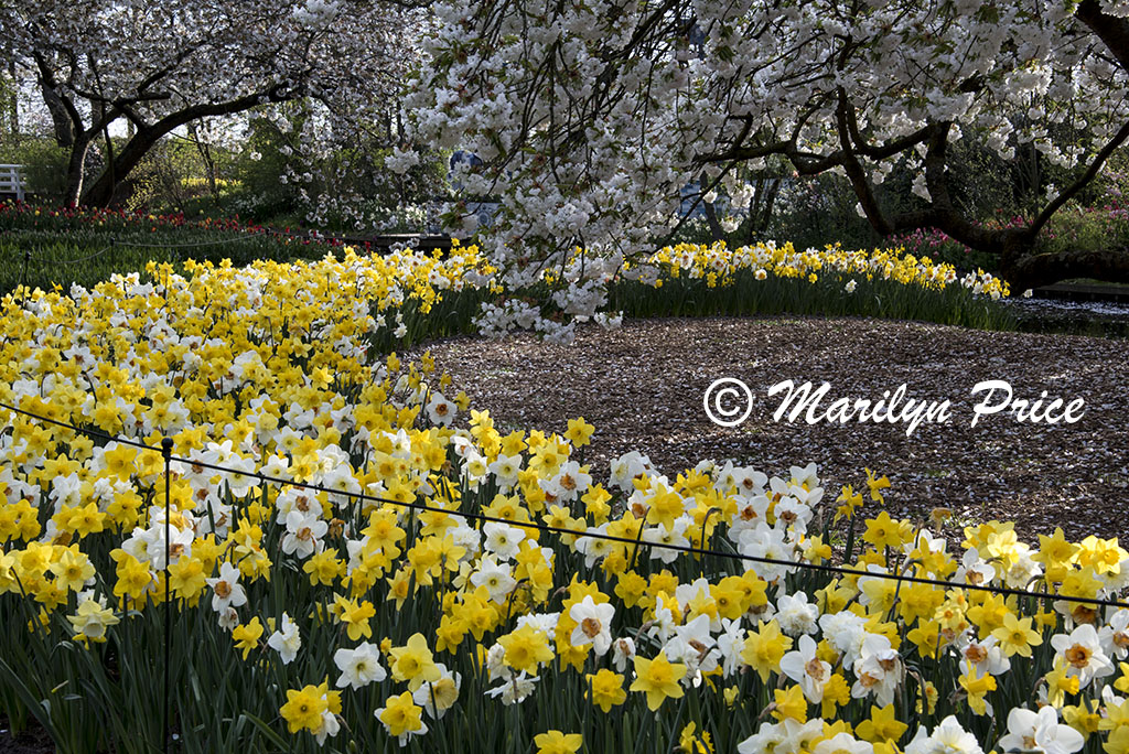 Daffodils and cherry tree, Keukenhof Gardens, Netherlands