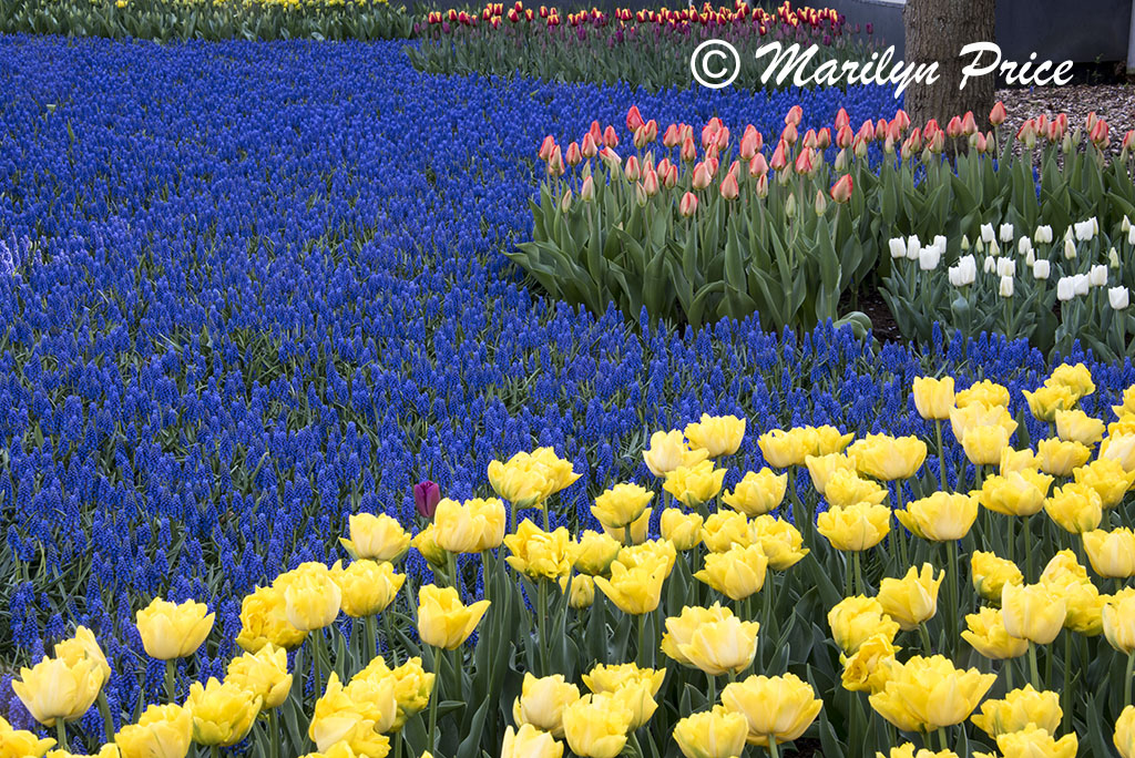 One of the grape hyacinth rivers, Keukenhof Gardens, Netherlands