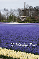 Hyacinth fields and windmill, Keukenhof Gardens, Netherlands