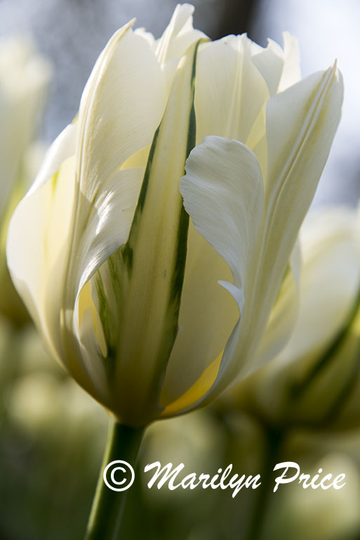 Tulips, Keukenhof Gardens, Netherlands