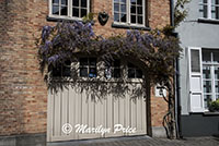 Wisteria growing over a door, Bruges, Belgium