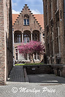 Cherry tree in the courtyard of the Archeology Museum, Bruges, Belgium