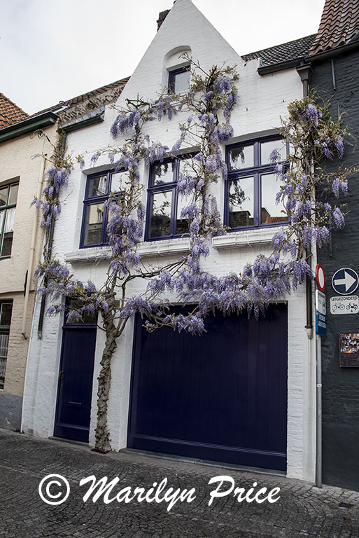 Wisteria growing over a door, Bruges, Belgium