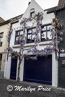 Wisteria growing over a door, Bruges, Belgium