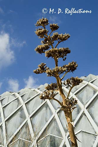 Agave stalk outside of the Conservatory, Denver Botanical Gardens, Denver, CO