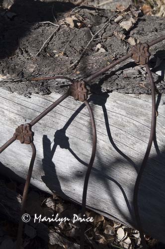Discarded rusty iron bed frame, Caribou Ranch Open Space, CO