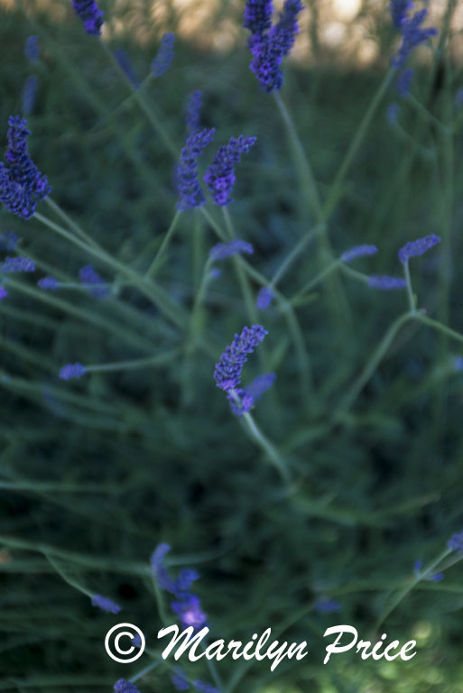 Lavender detail
