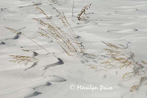 Grass and snow 