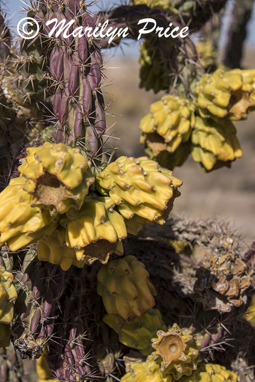 Cane cholla, Visitor's Center, Petrified Forest National Park, AZ