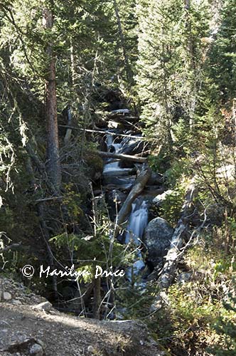 Trailside cascade, Fern Falls Trail, Rocky Mountain National Park, CO