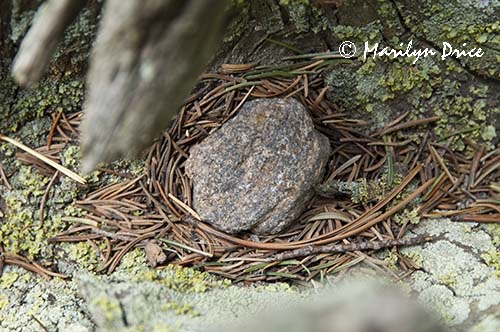 Rock and pine and spruce needles