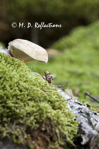 Moss and mushroom