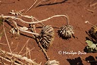 Seedpods of Threadleaf Groundsel (Senecio flaccidus)