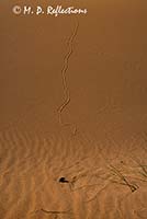 Tracks in the sand