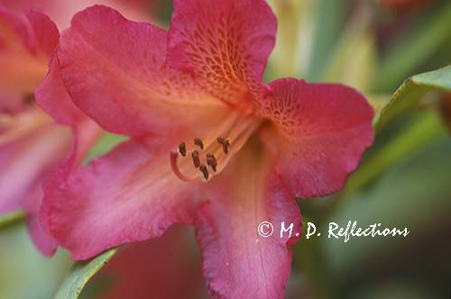 Azalea