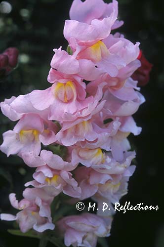 Azalea