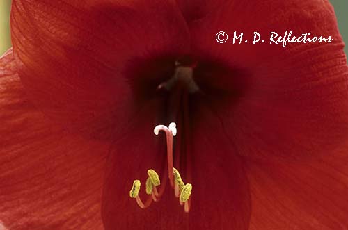 Amaryllis