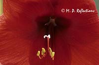 Amaryllis