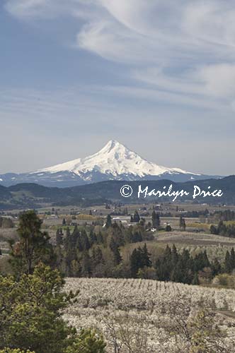 Mt. Hood rises over the farmland near Hood River, OR