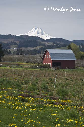 Mt. Hood and a red barn near Hood River, OR