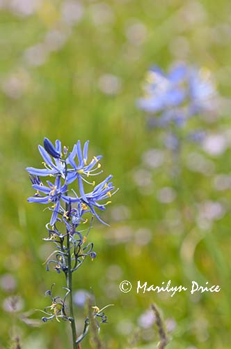 Wildflowers near Catherine Creek, near Lyle, WA
