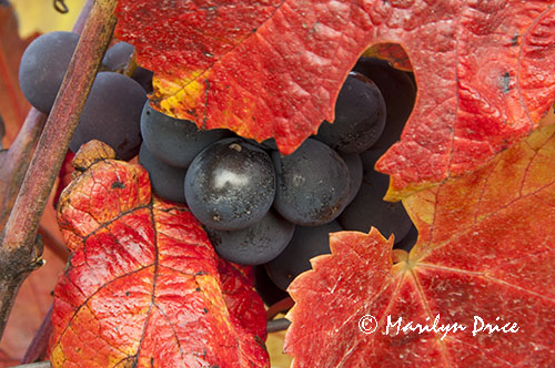 Grapes ready for harvest