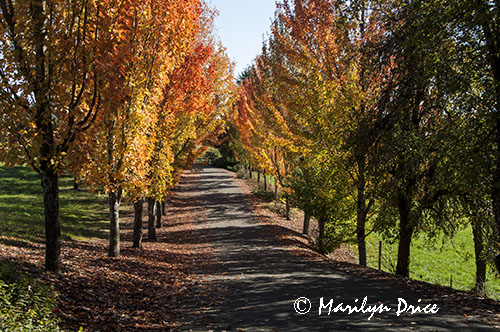 Autumn road