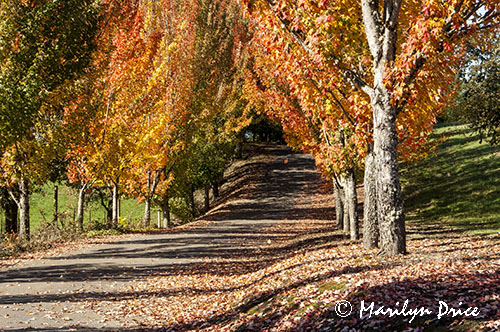 Autumn road