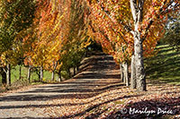 Autumn road