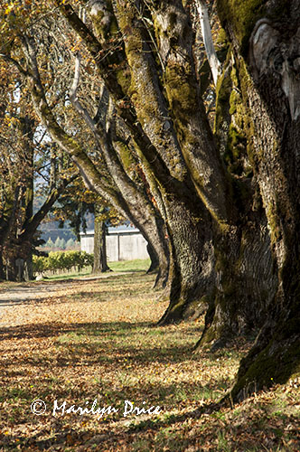 Autumn road