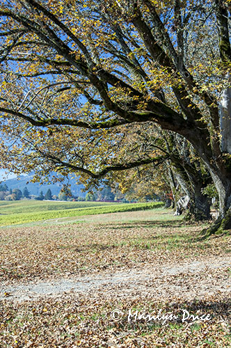 Autumn trees