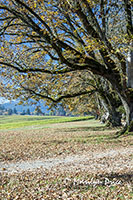 Autumn trees