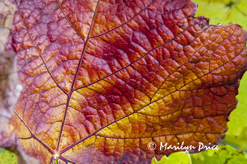 Autumn grape leaves
