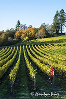 Autumn in the vineyard