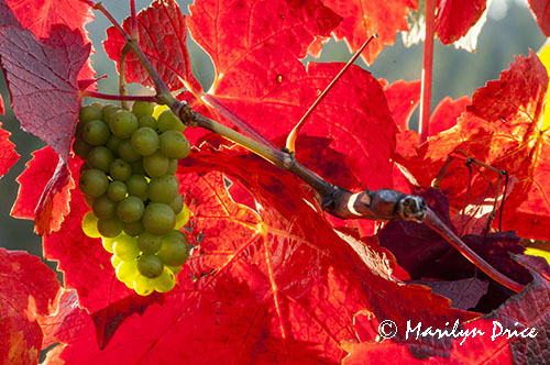 Grapes ready for harvest