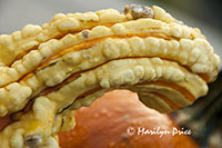 Pumpkin and decorative squash
