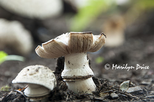 Mushrooms