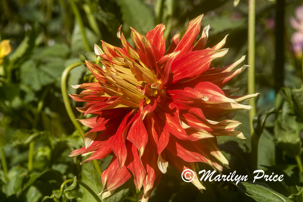 Dahlia, Shore Acres State Park, OR