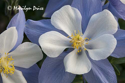 Columbine, Yankee Boy Basin, near Ouray, CO