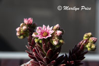 Succulent centerpiece aboard ship, Rhine River, Germany
