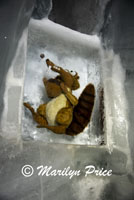 Scrat, Ice Castle, Jungfraujoch, Switzerland