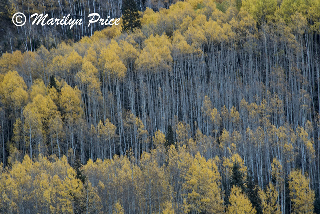 Autumn aspens, Crystal Lake, San Juan Mountains, CO
