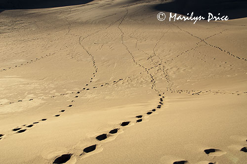 Footprints on the side of a dune, Great Sand Dunes National Park, CO