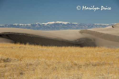Rice grass, dunes, and the San Juan Mountains, Great Sand Dunes National Park, CO