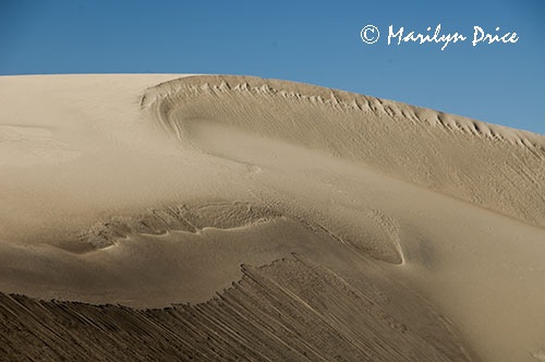 Ridge of a dune, Great Sand Dunes National Park, CO